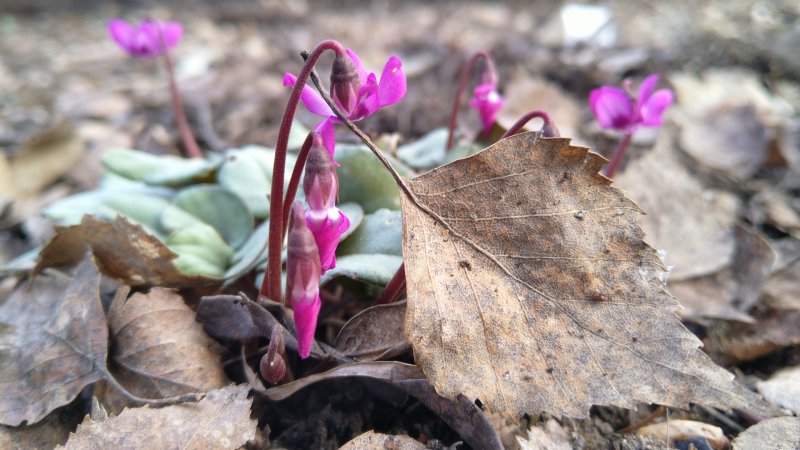 Cyclamen coum 'Silver Leaf' Ümaralehine alpikann